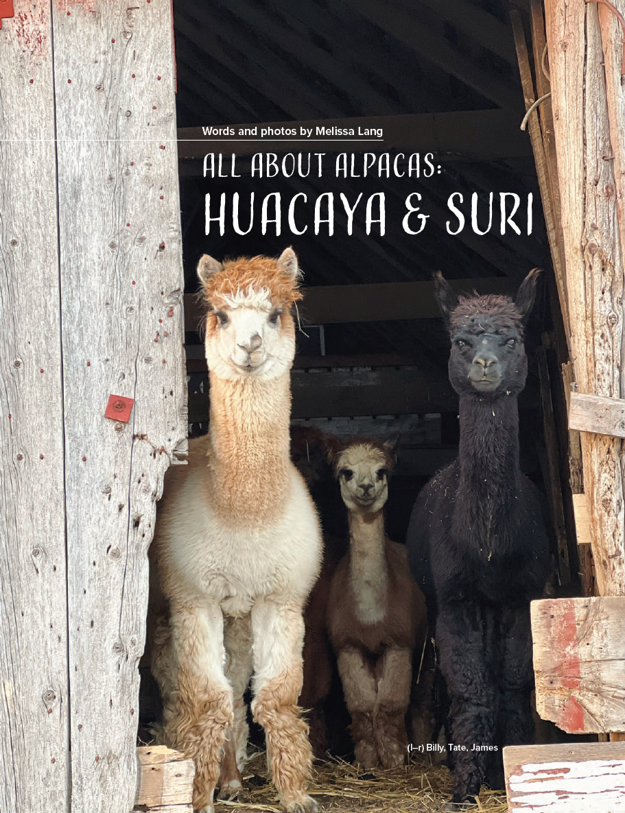 PLY #46 - Alpaca, Autumn 2024