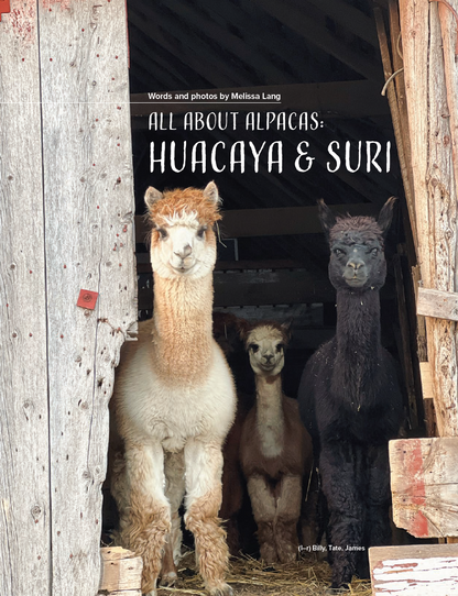 PLY #46 - Alpaca, Autumn 2024