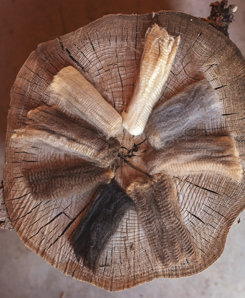PLY #24 - Bond and Corriedale, Spring 2019