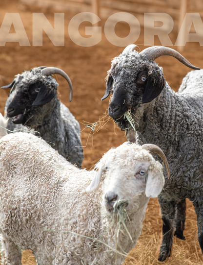 PLY #36 - Goat, Spring 2022